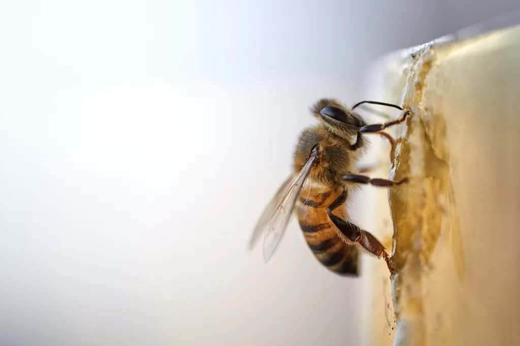 Pourquoi le chanvre est un allié important pour les abeilles ?