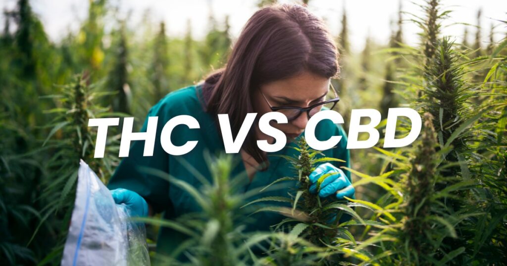 La différence entre le THC et le CBD