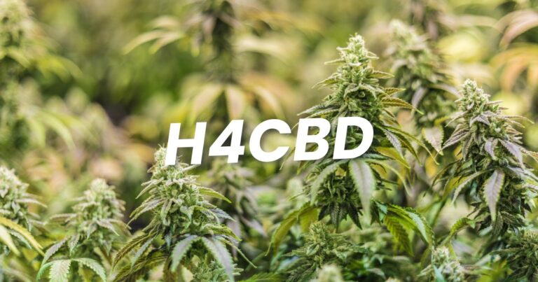 Cest quoi le H4CBD Cannabinoide Nouveau et ses Potentiels