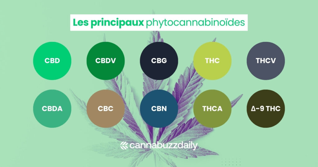 Les principaux phytocannabinoïdes