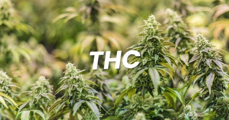 Le THC : Comprendre le Tétrahydrocannabinol