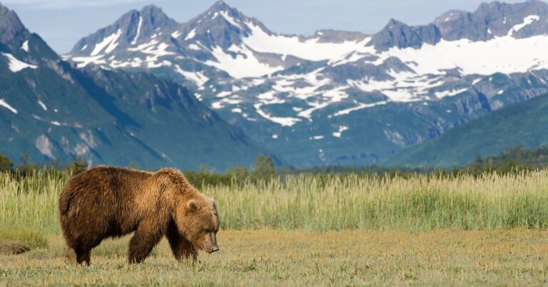 L'Histoire de la Légalisation du Cannabis en Alaska