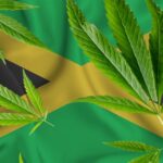 La-Jamaique-Franchit-un-Cap-Historique-dans-lExportation-de-Cannabis-Medicinal-aux-Etats-Unis