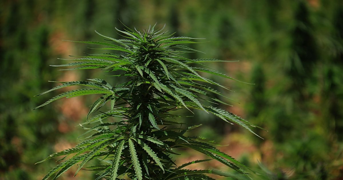 Premières récoltes légales de cannabis pour le Maroc